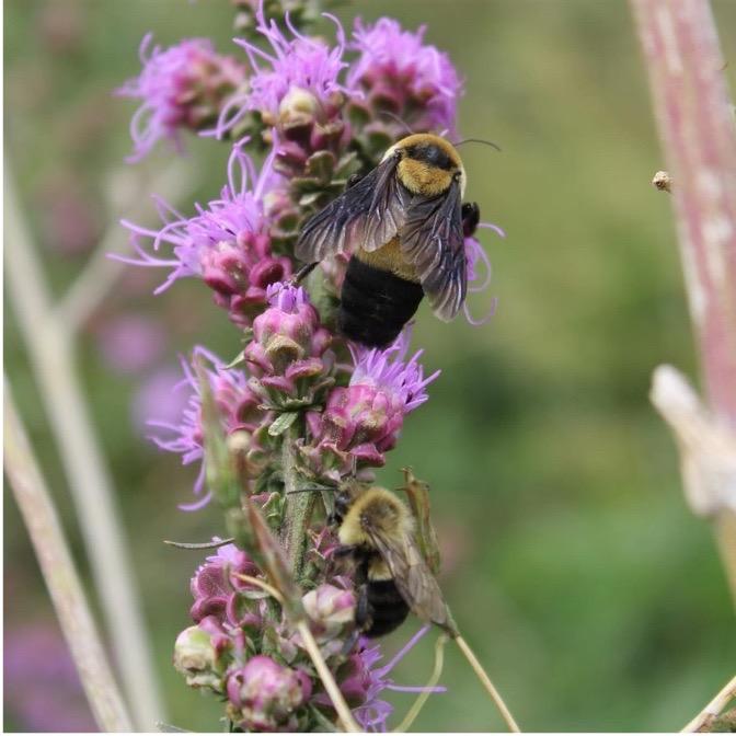 Grand Island Pollinator Garden